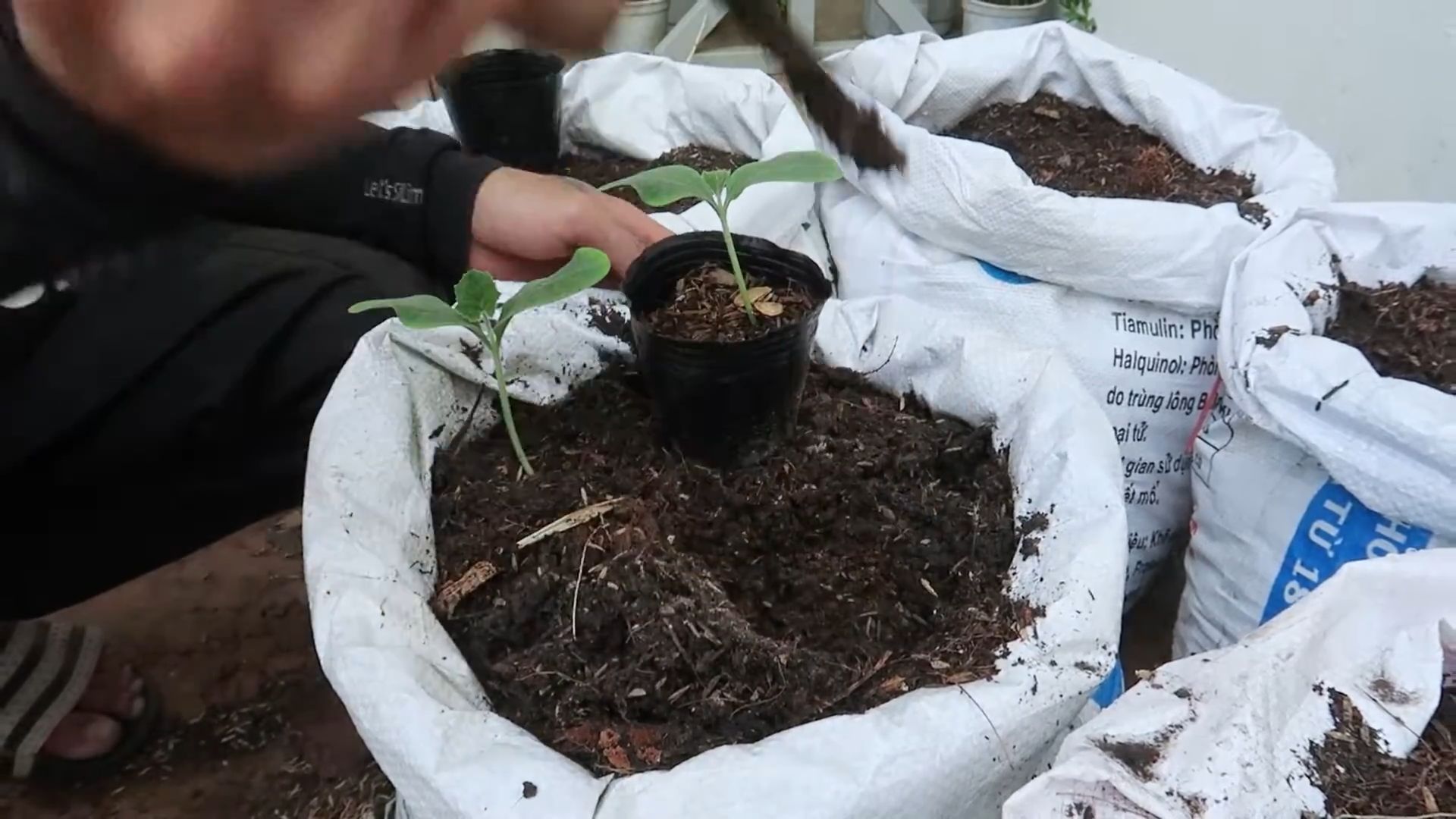 Grow Butternut Squash at Home