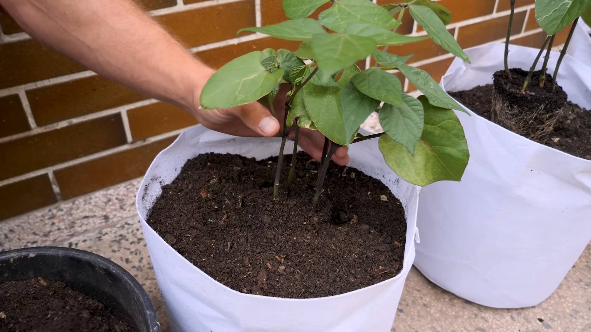 Growing Purple Peppers in Pots