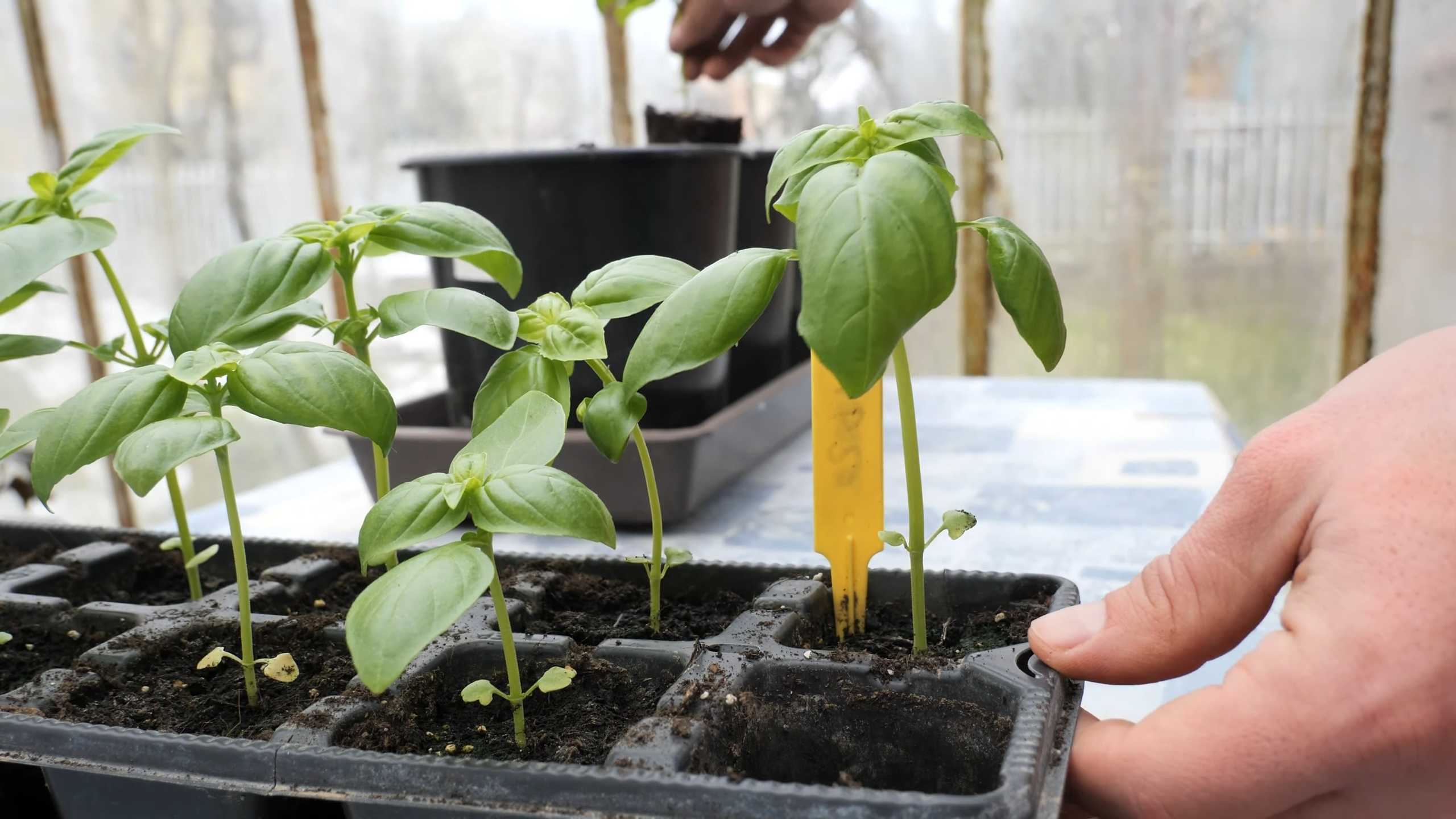 Grow Basil at Home