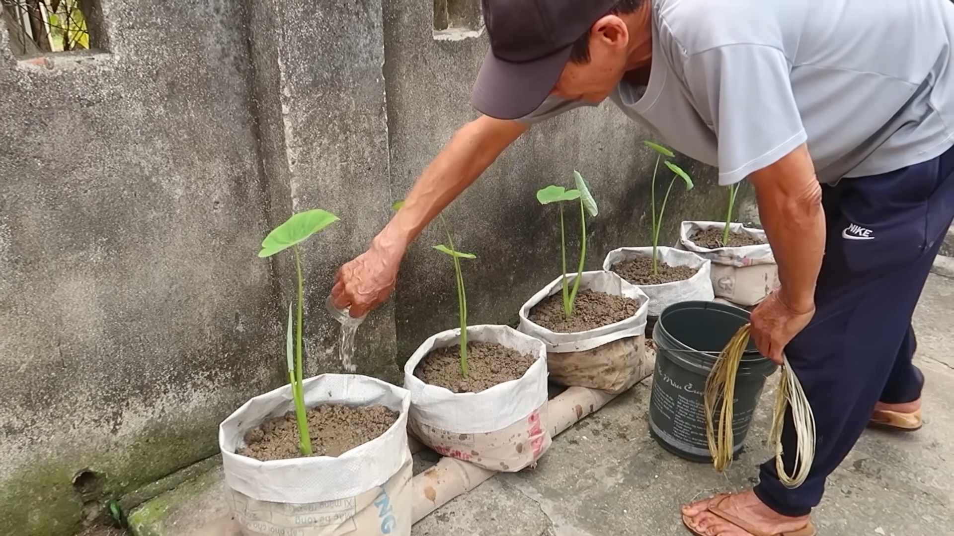 Organic Taro Growing No Fertilizer