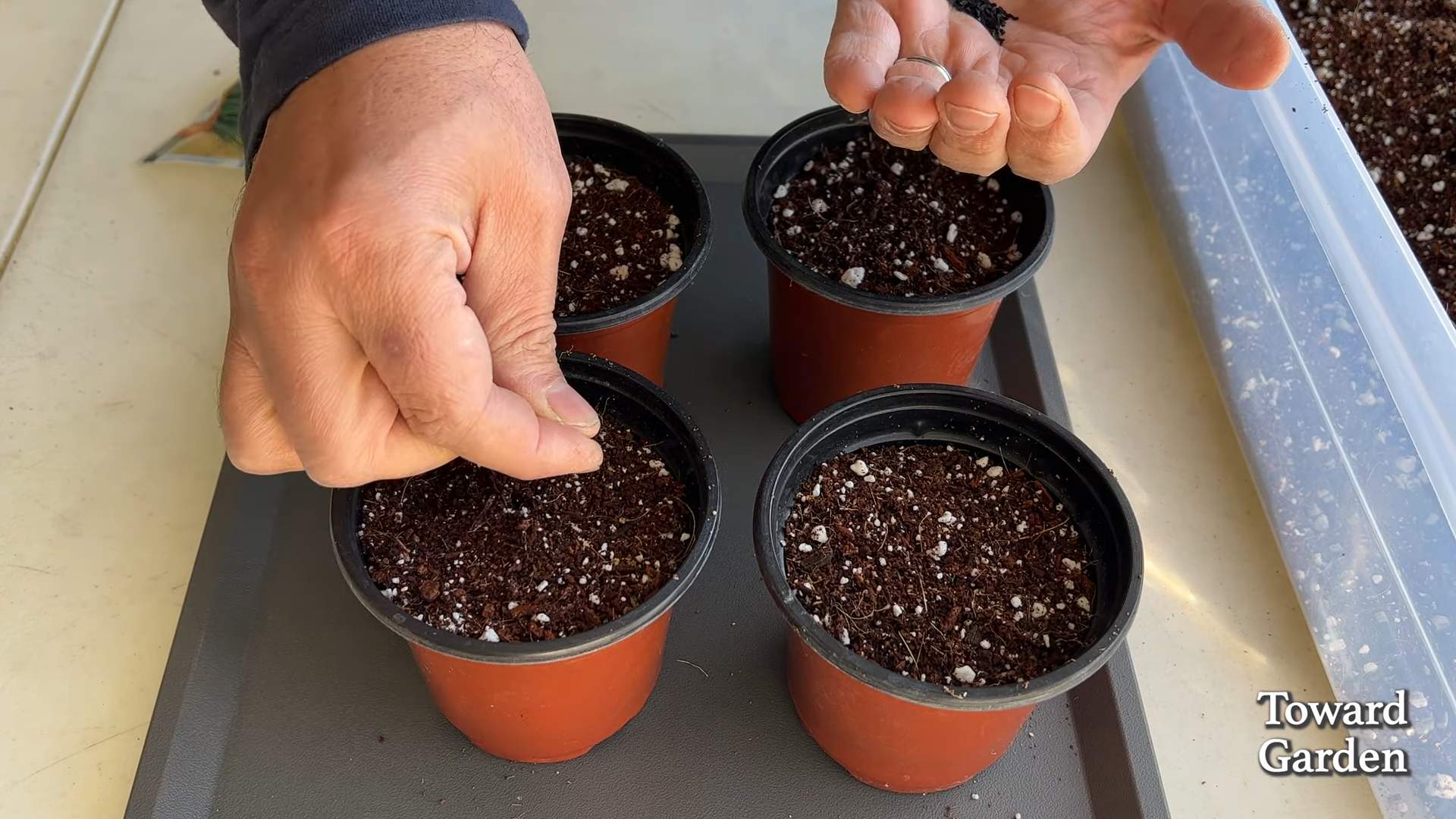 Grow chives indoors