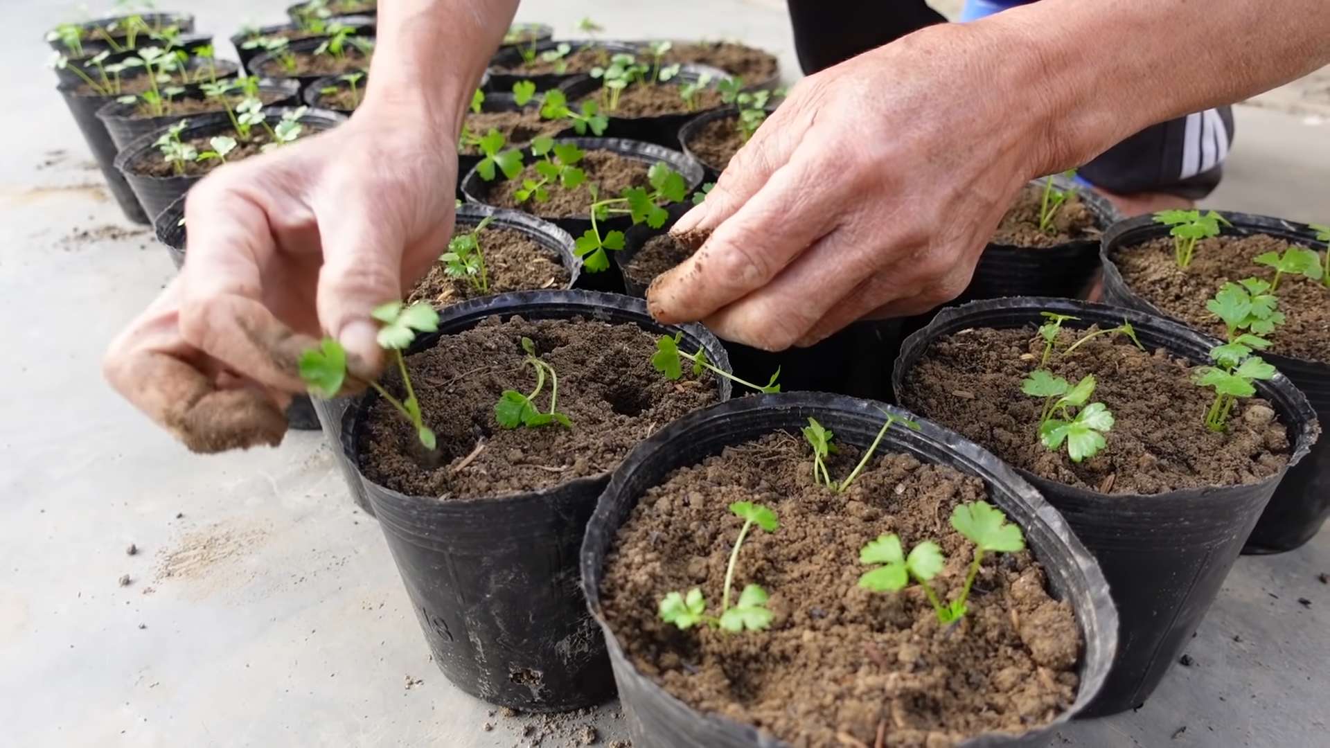 Grow Celery in Your Backyard