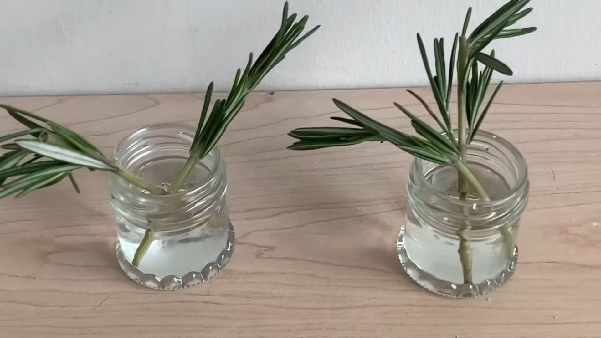 Grow rosemary indoors