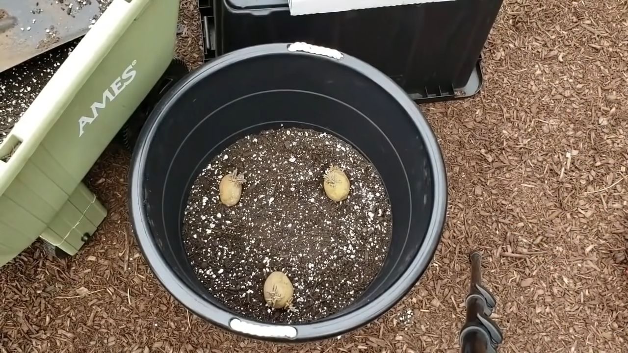 Fast Growing Potatoes