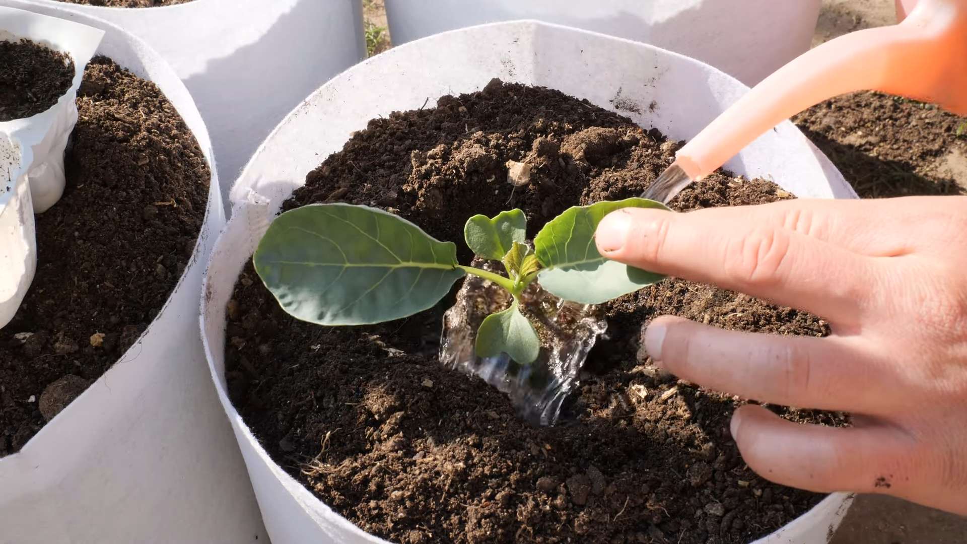 Growing Cauliflower at Home