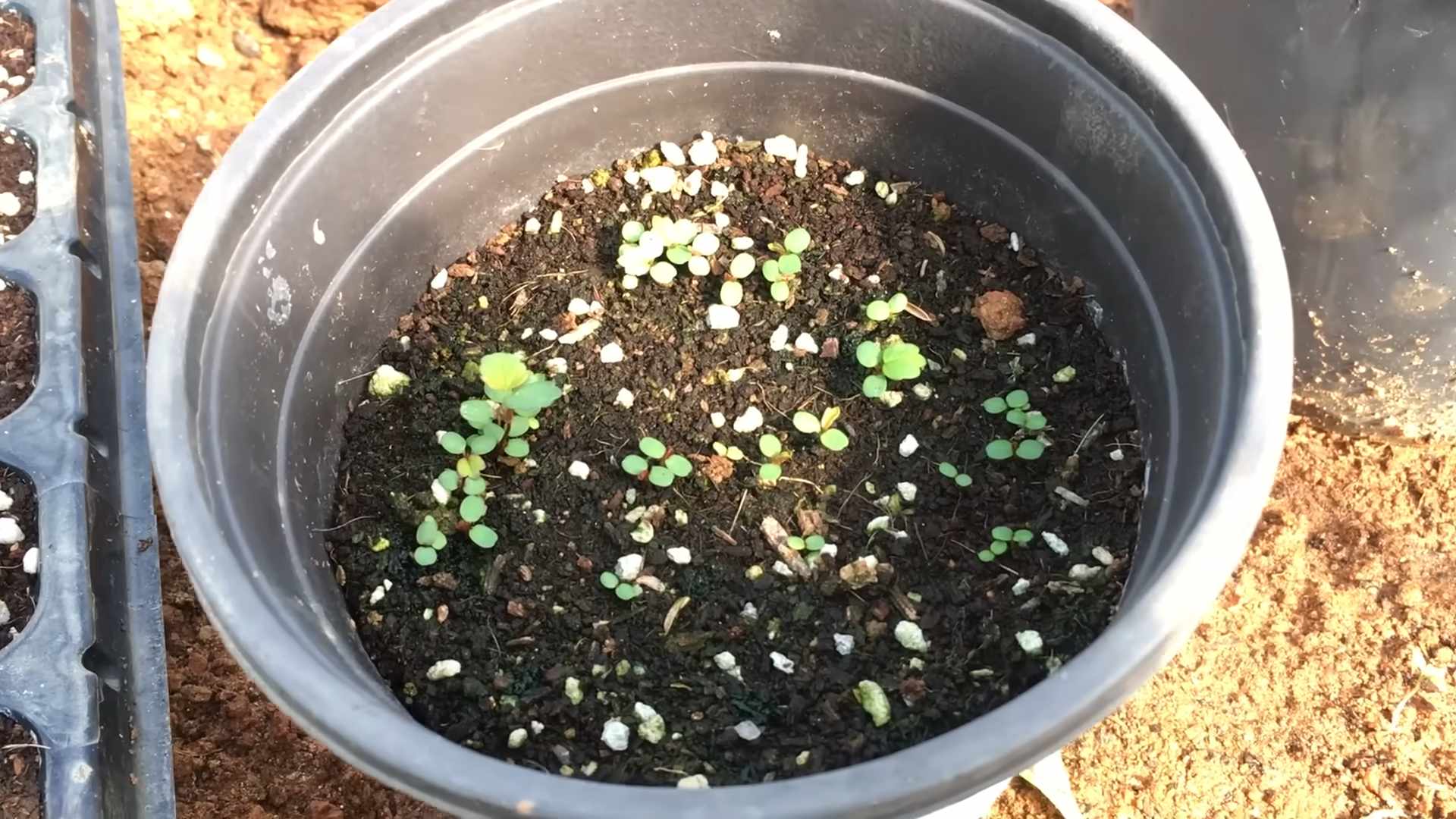 Planting strawberries from seed