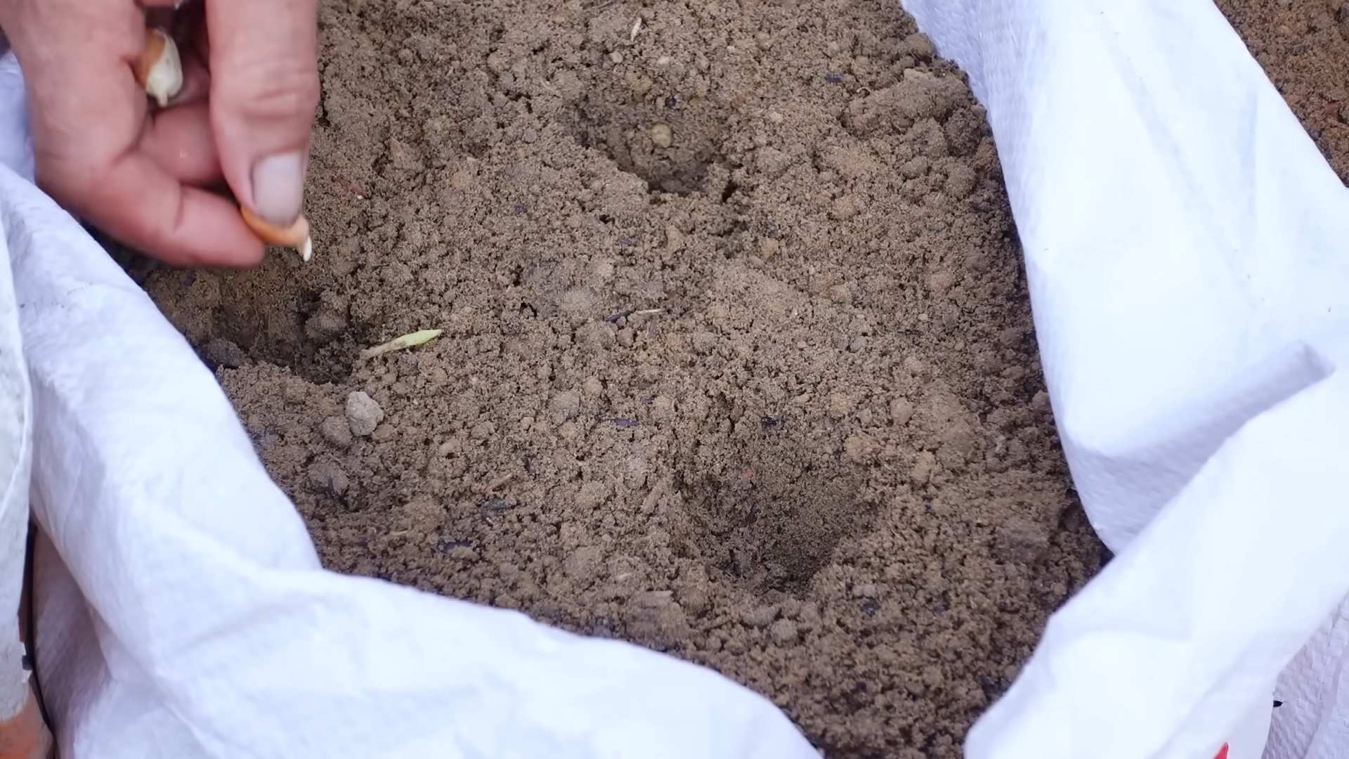 Growing peanuts at home