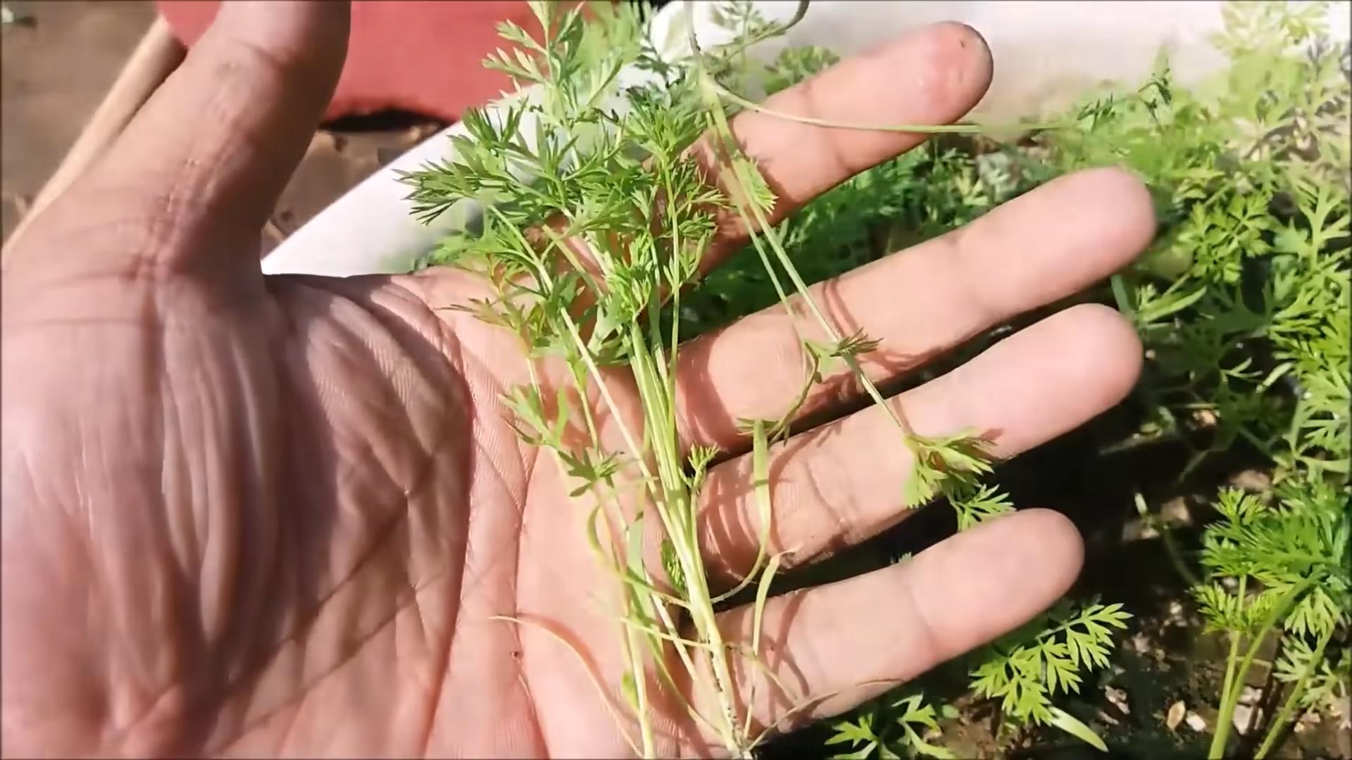 Carrot Gardening at Home