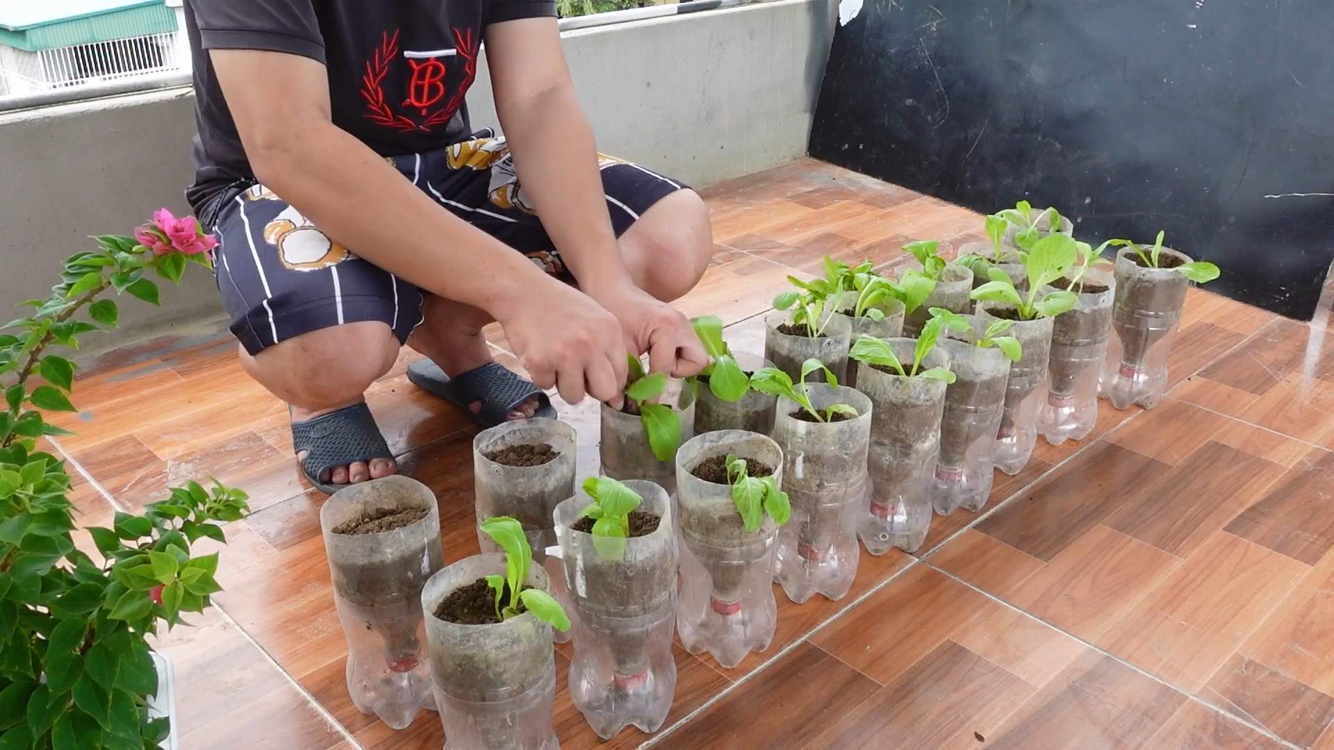 Growing Mustard Greens at Home