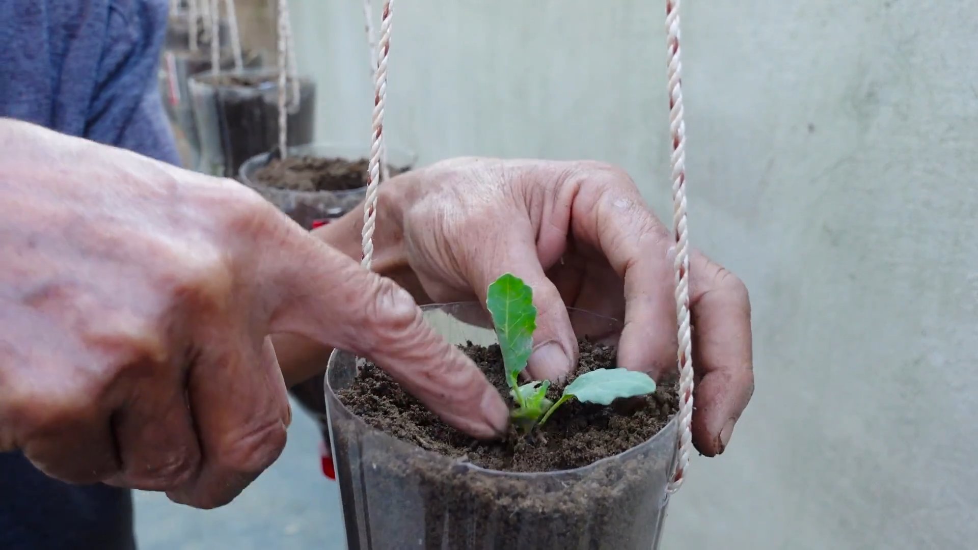 Growing Kohlrabi at Home