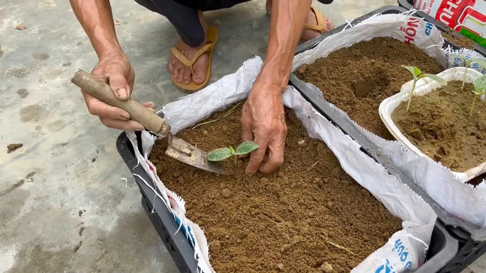 Continuous Pumpkin Harvesting