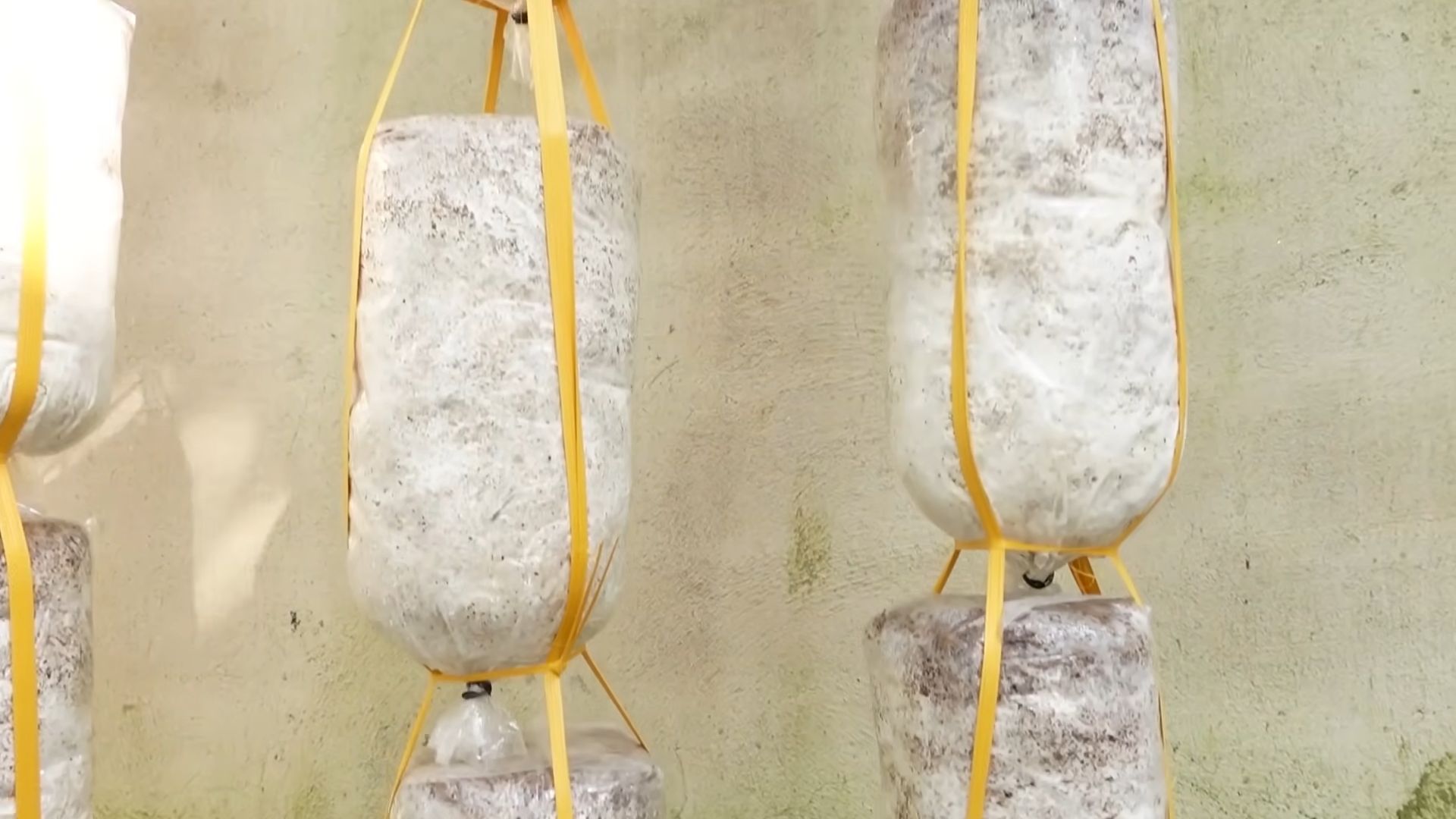Growing mushrooms at home