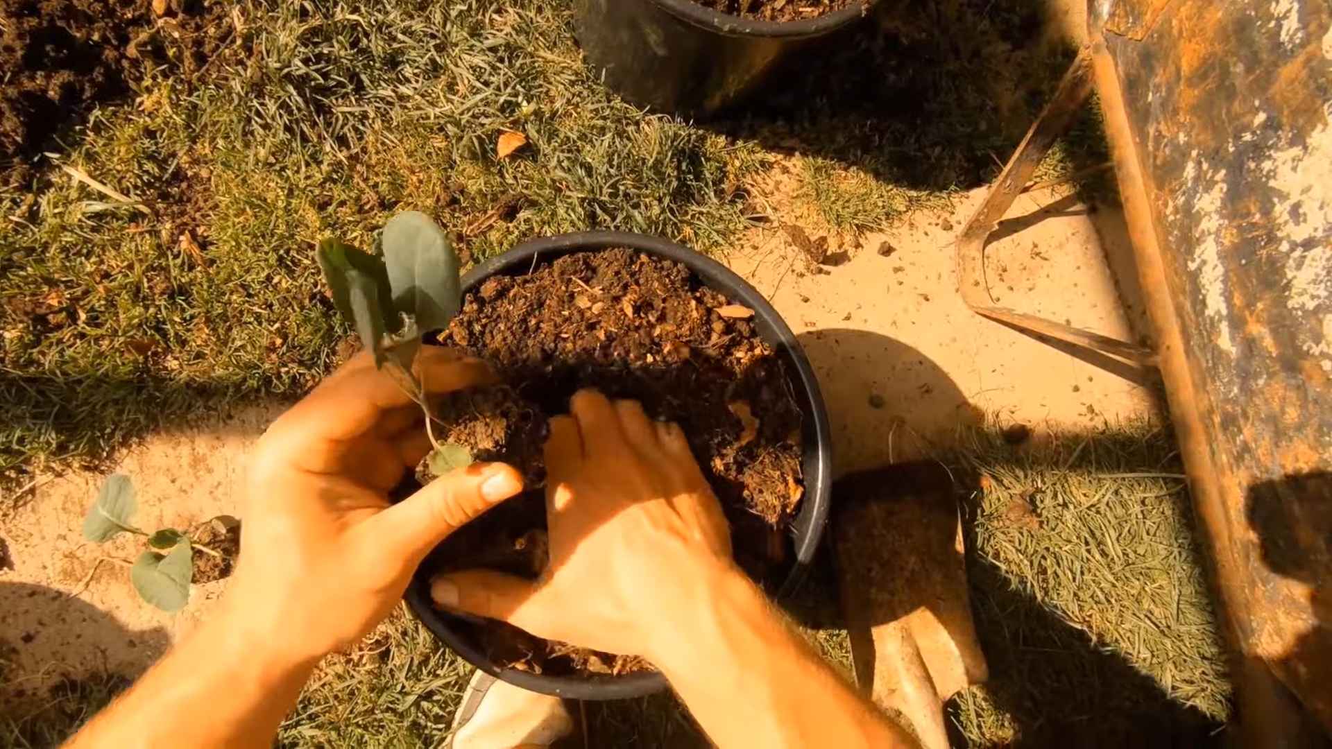 Brussel sprouts container gardening