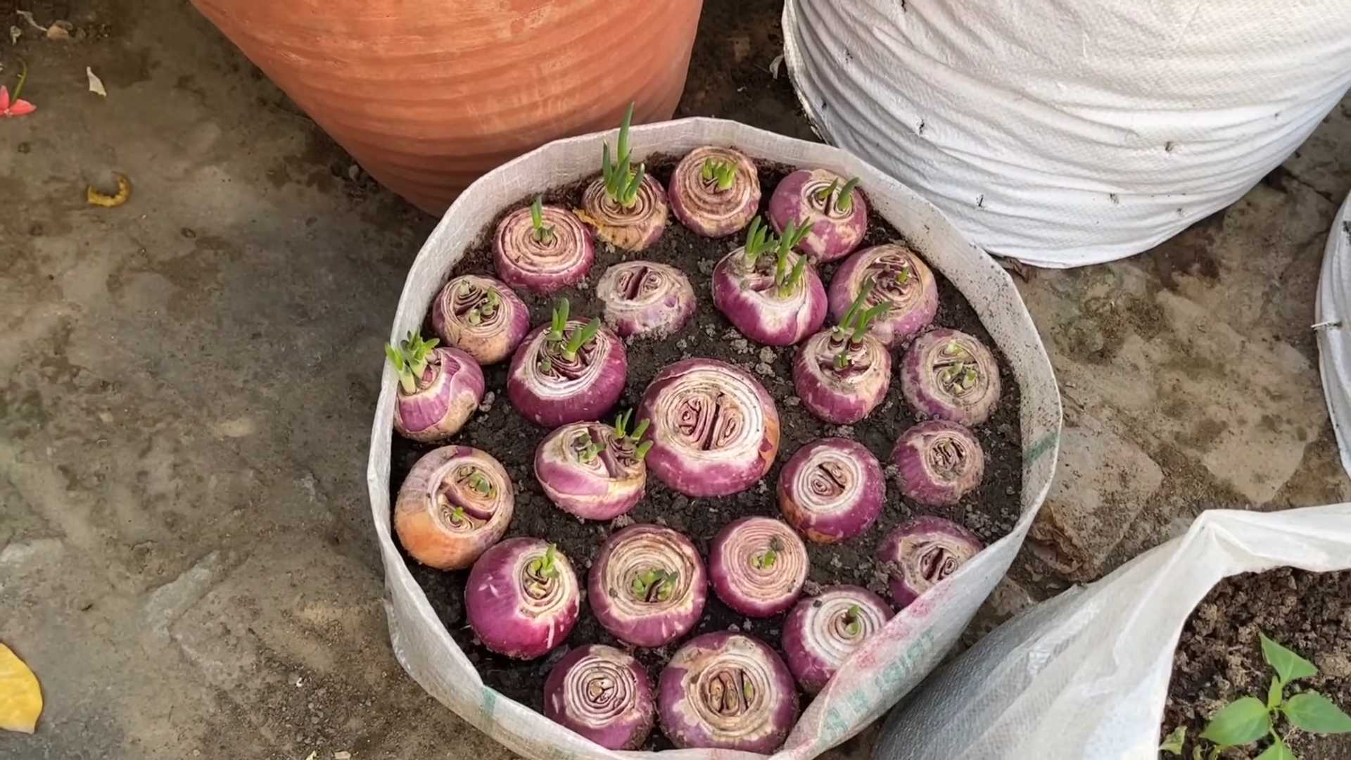 Onion planting method
