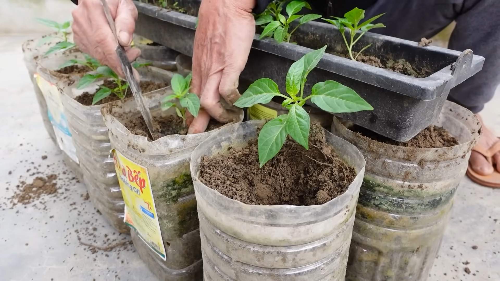 Chili Growing Tips for Beginners