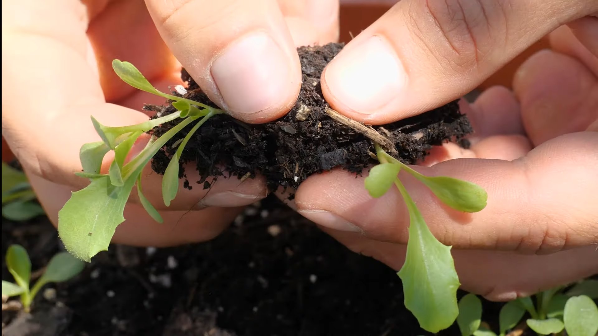 Growing Iceberg Lettuce Hacks
