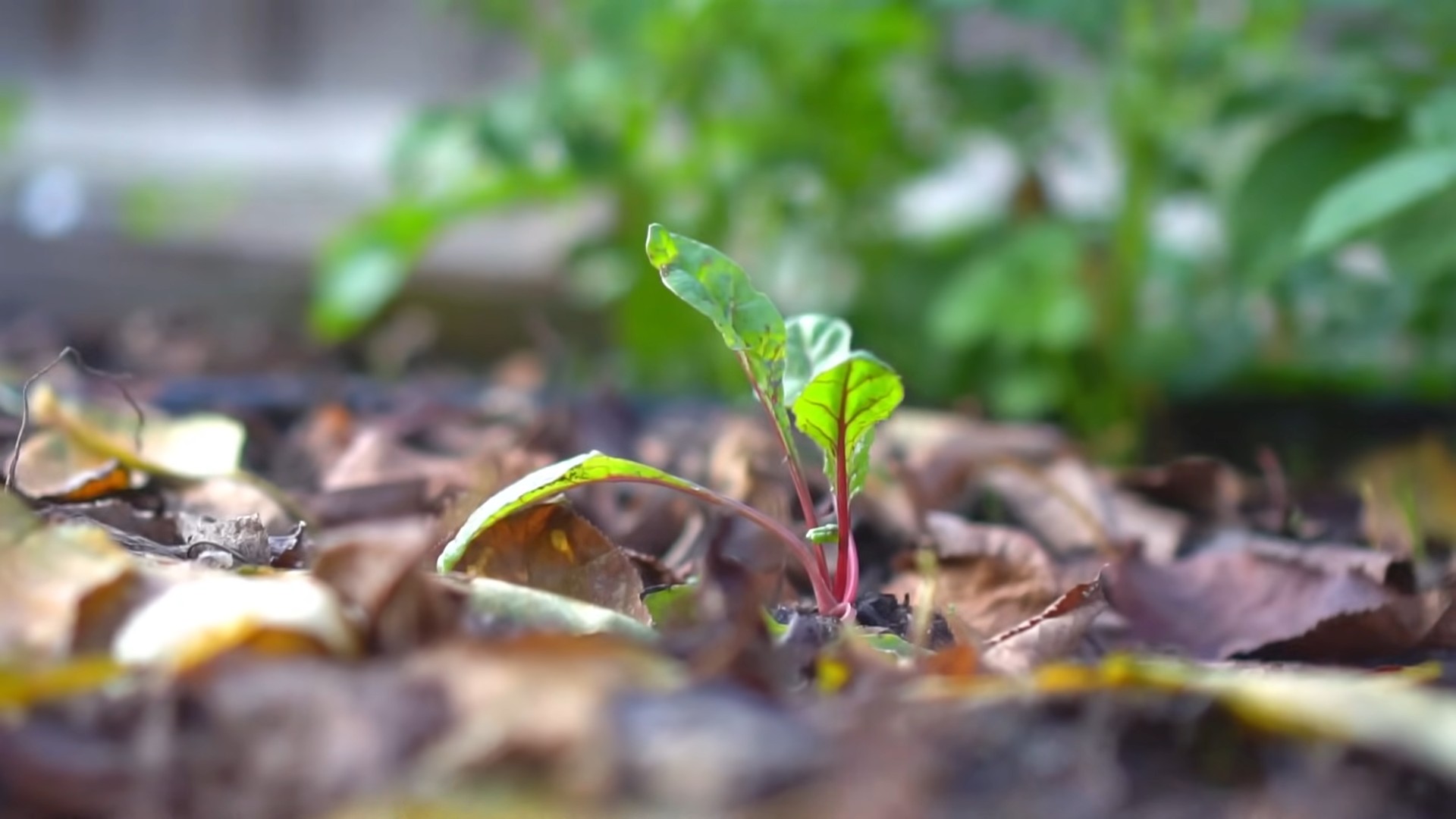 Growing Swiss Chard at Home