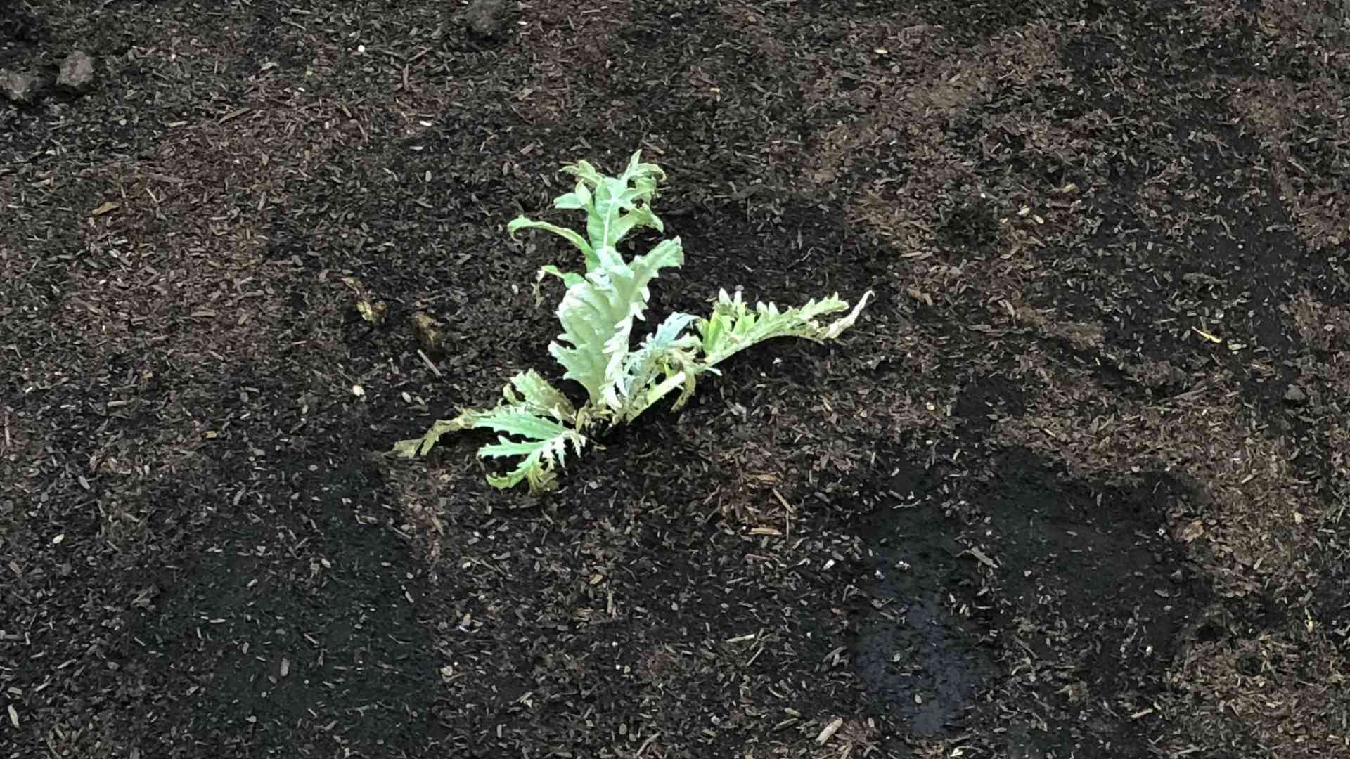 Planting Artichokes for Beginners