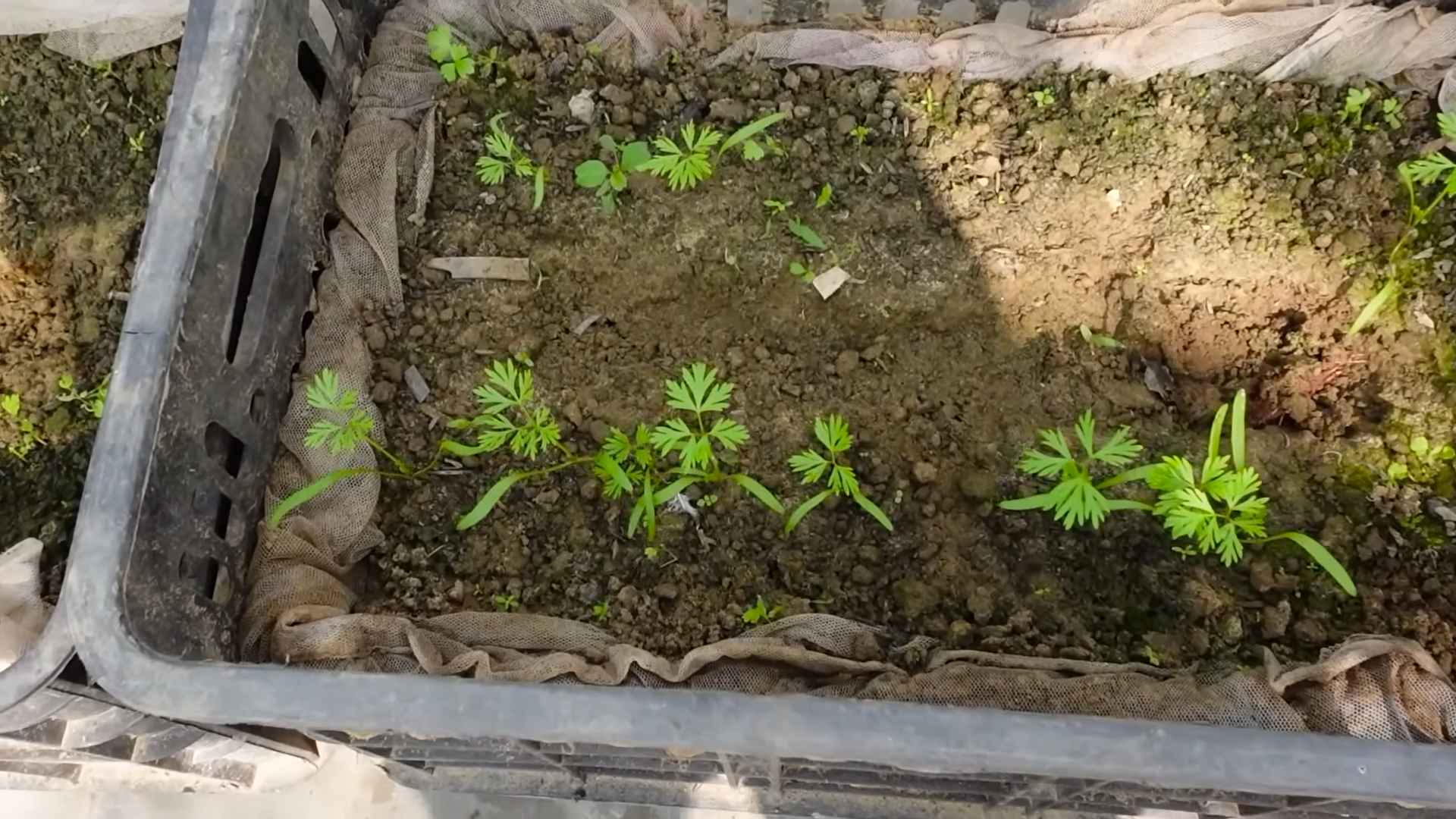 Easy Carrot Gardening