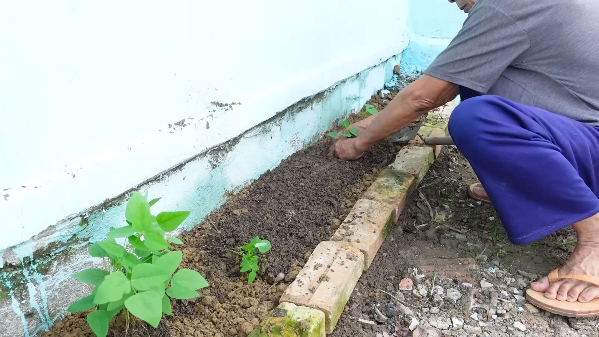 Winged Bean Growing Tips