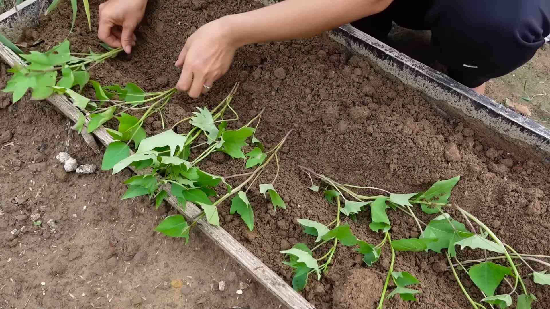 Growing Sweet Potatoes Backyard