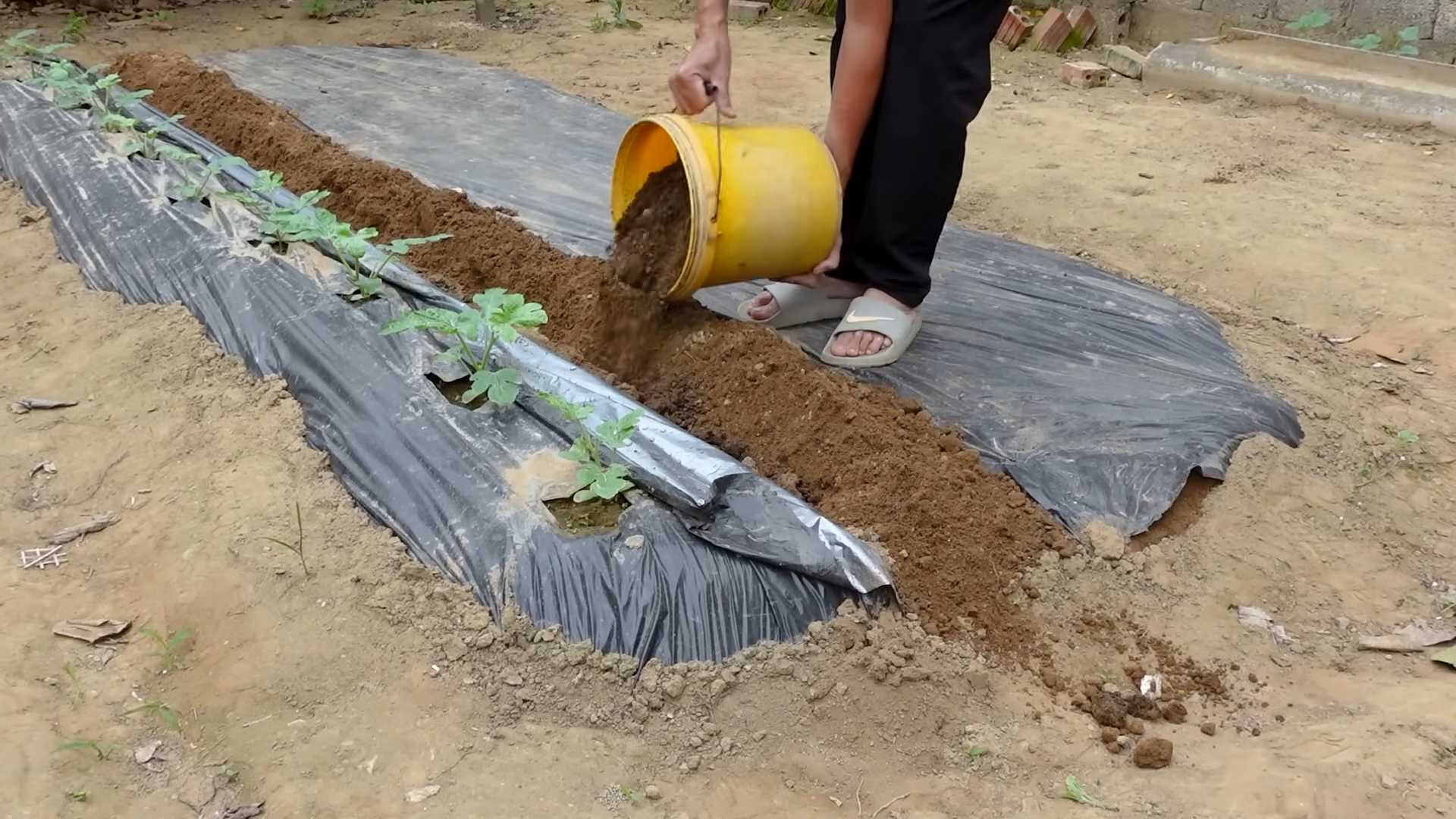Grow Watermelons Backyard