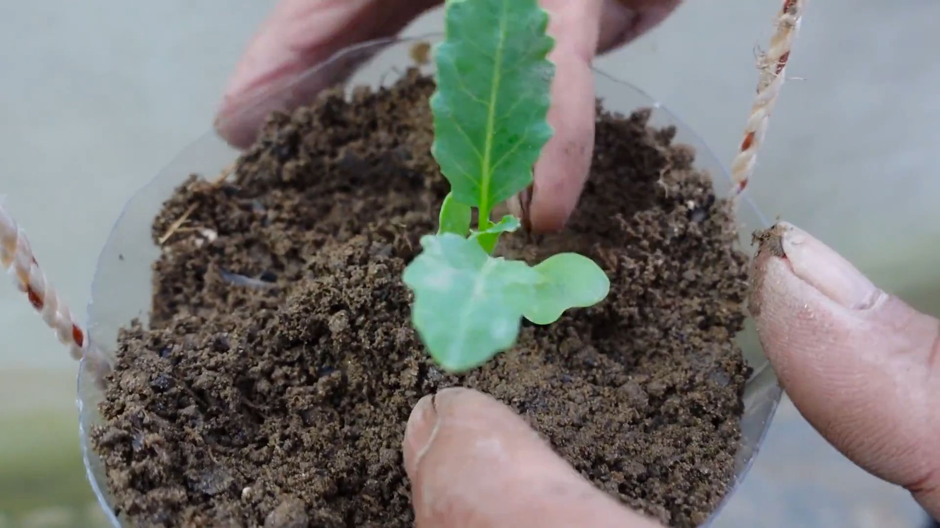 Grow Taro in Small Spaces