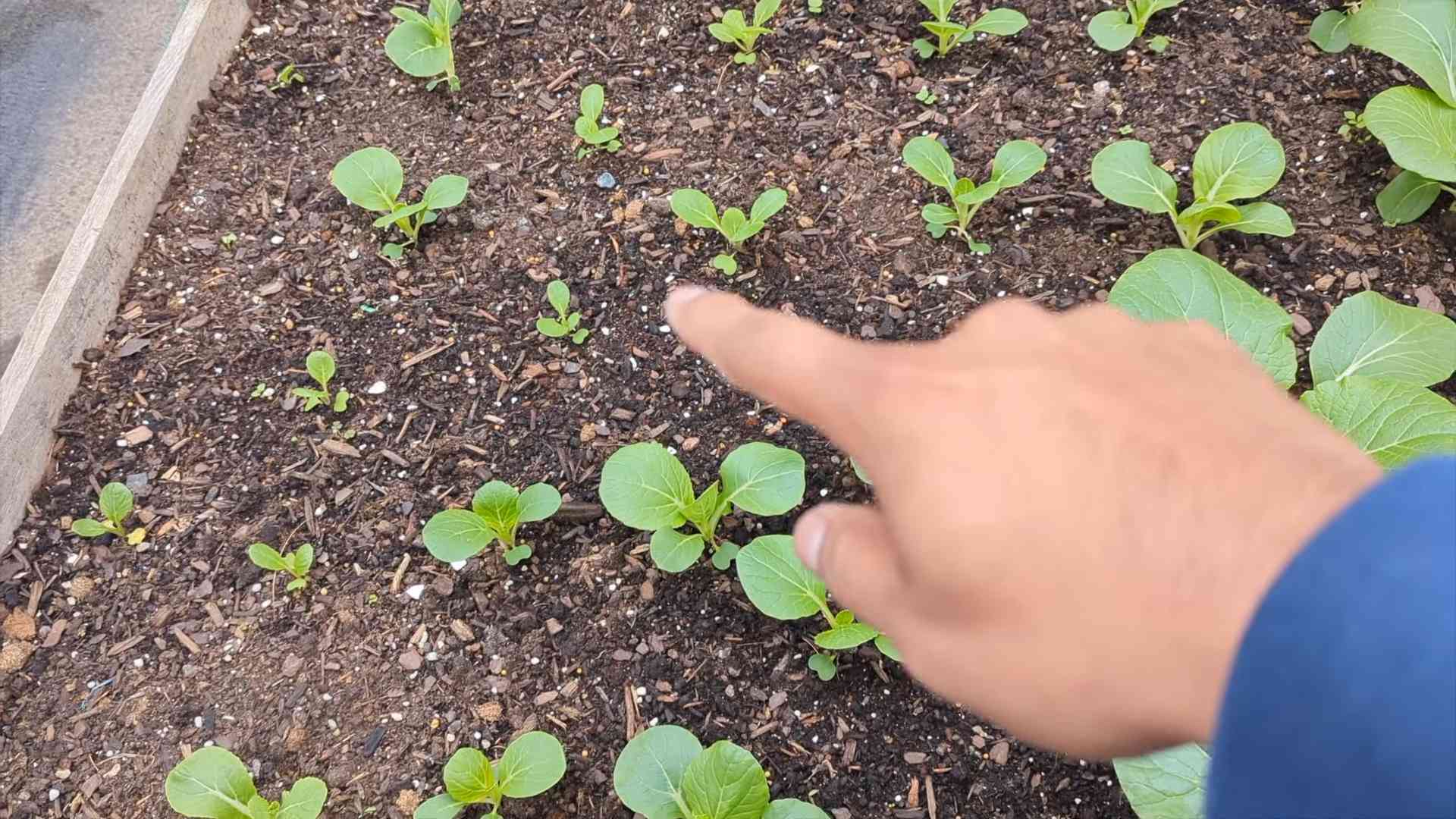 Planting Bok Choy for Beginners