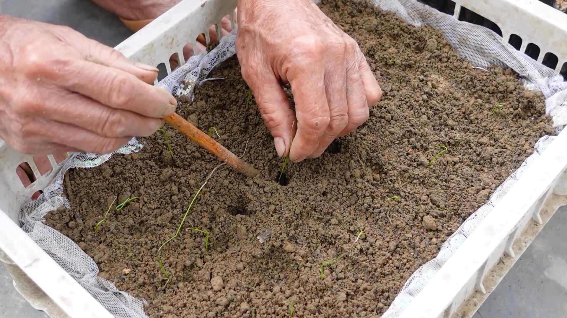 Grow Leeks at Home Easily