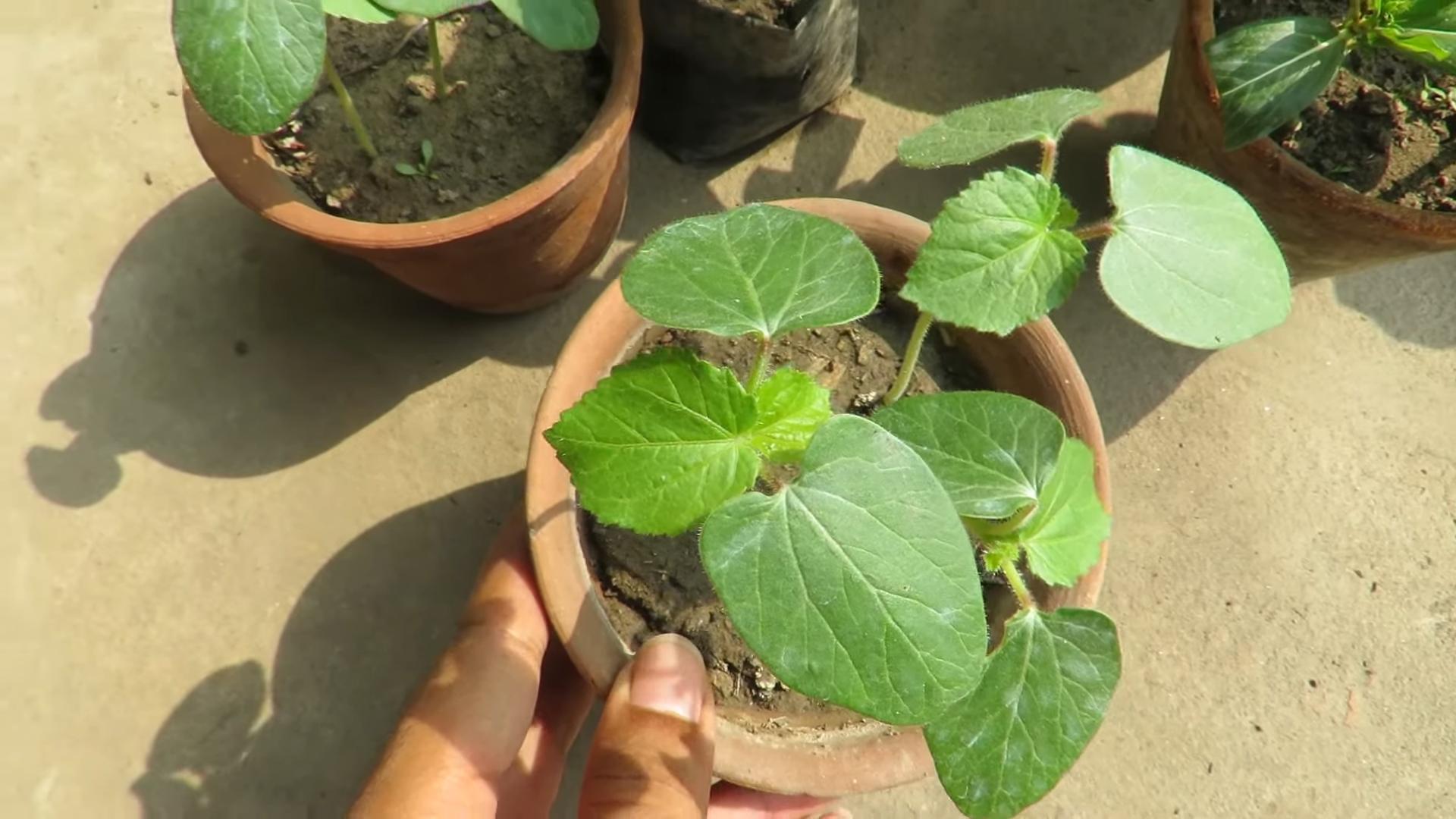 Harvesting okra easily
