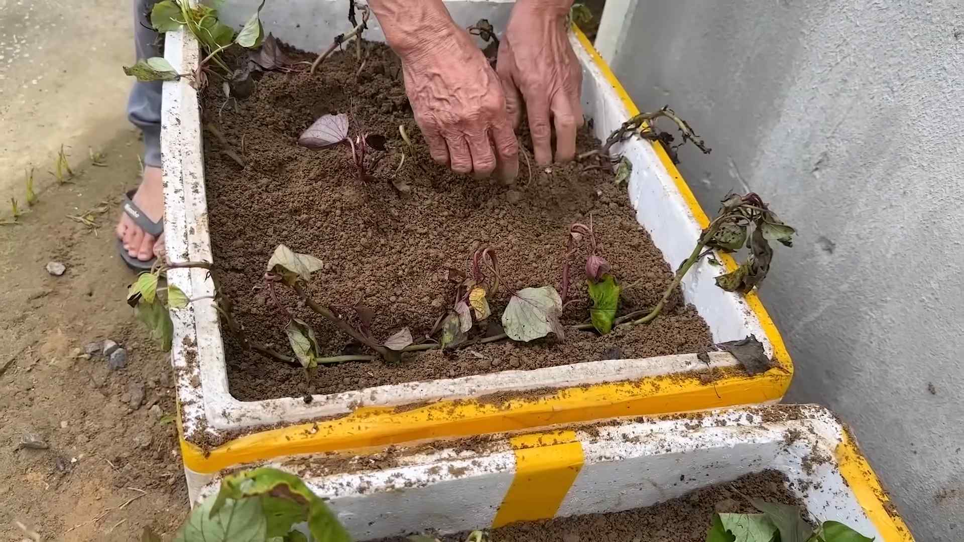 Easy Sweet Potato Gardening