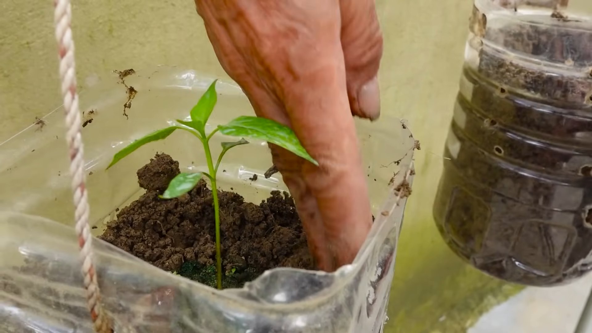 Container Chili Gardening