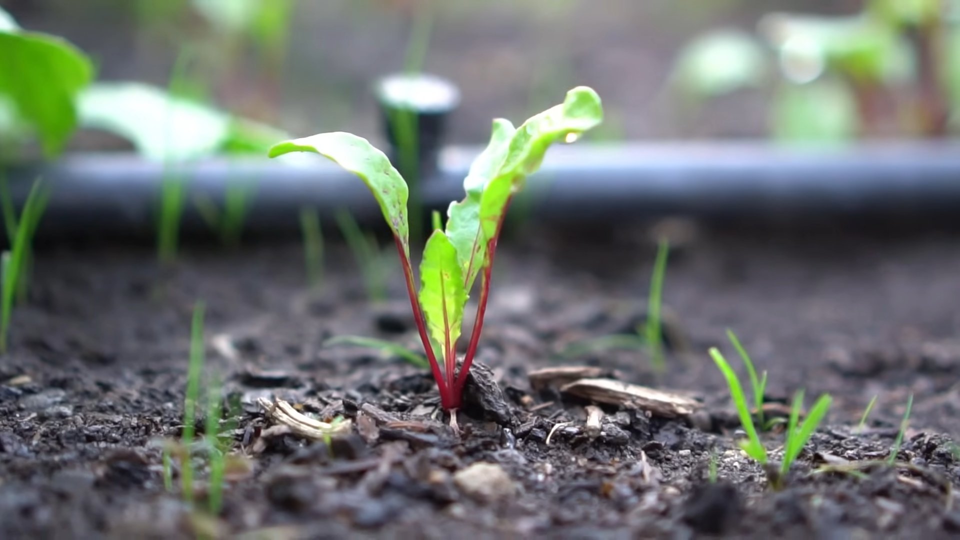 Grow beets at home