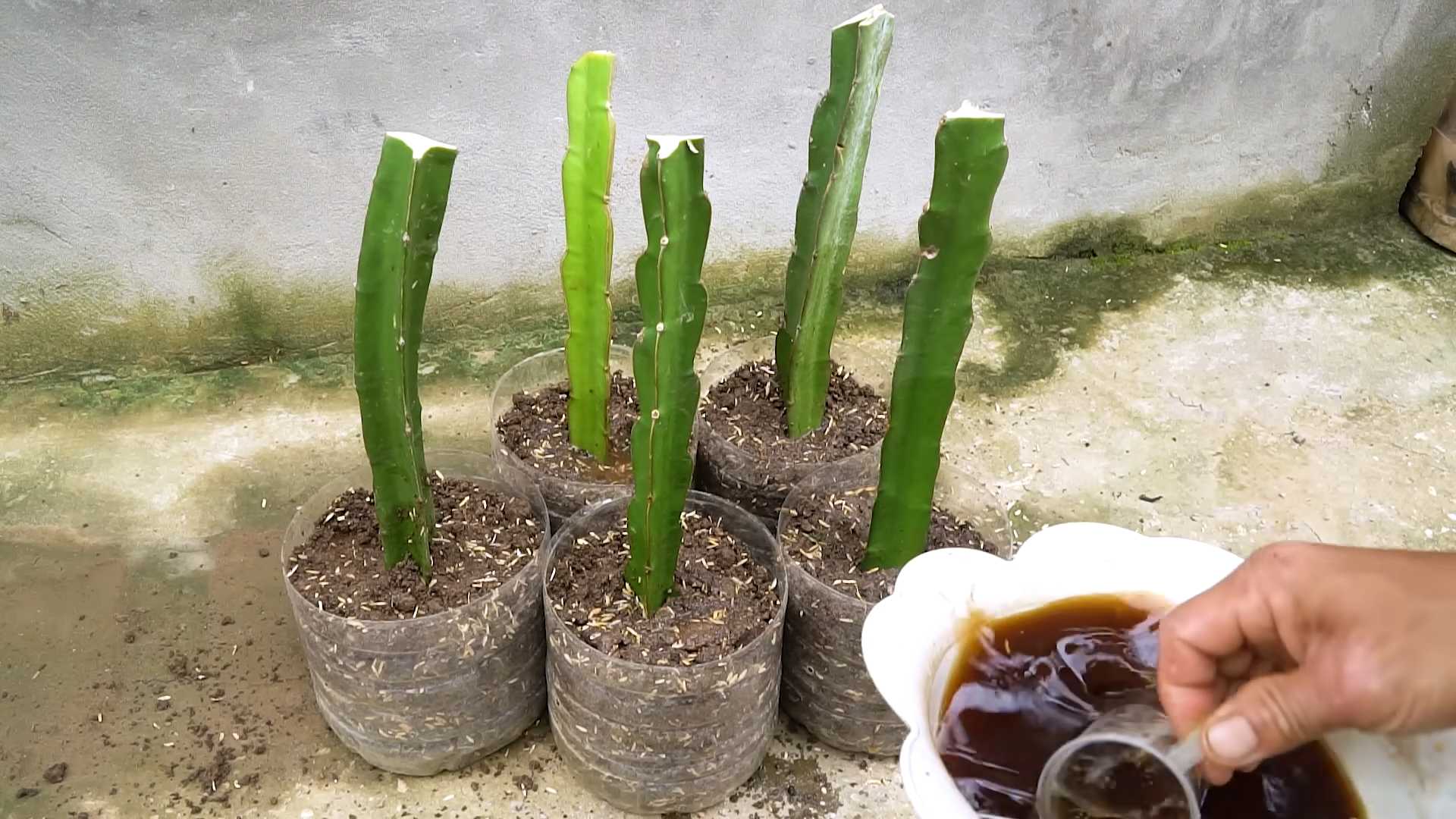 Dragonfruit home garden growth